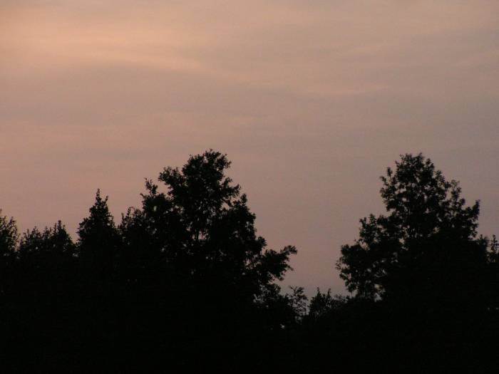 Trees, evening twilight