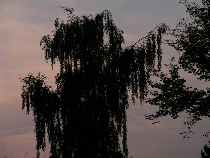 Tree, evening twilight