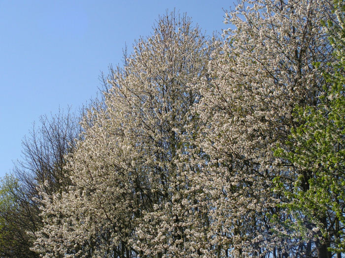Trees with Blossoms