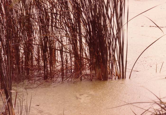 Reeds at Erenstein